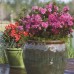 Encore Azalea Autumn Carnation, Pink Re-Blooming Rhododendron   554863842